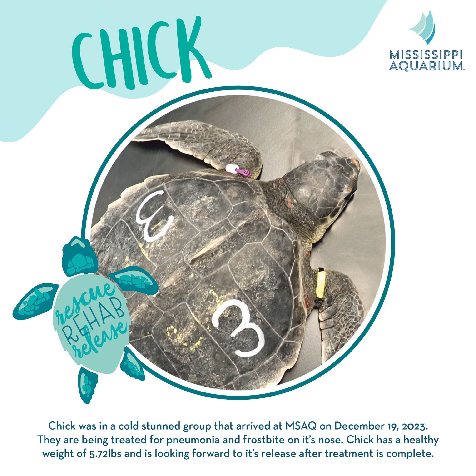 Sea Turtle Rehab