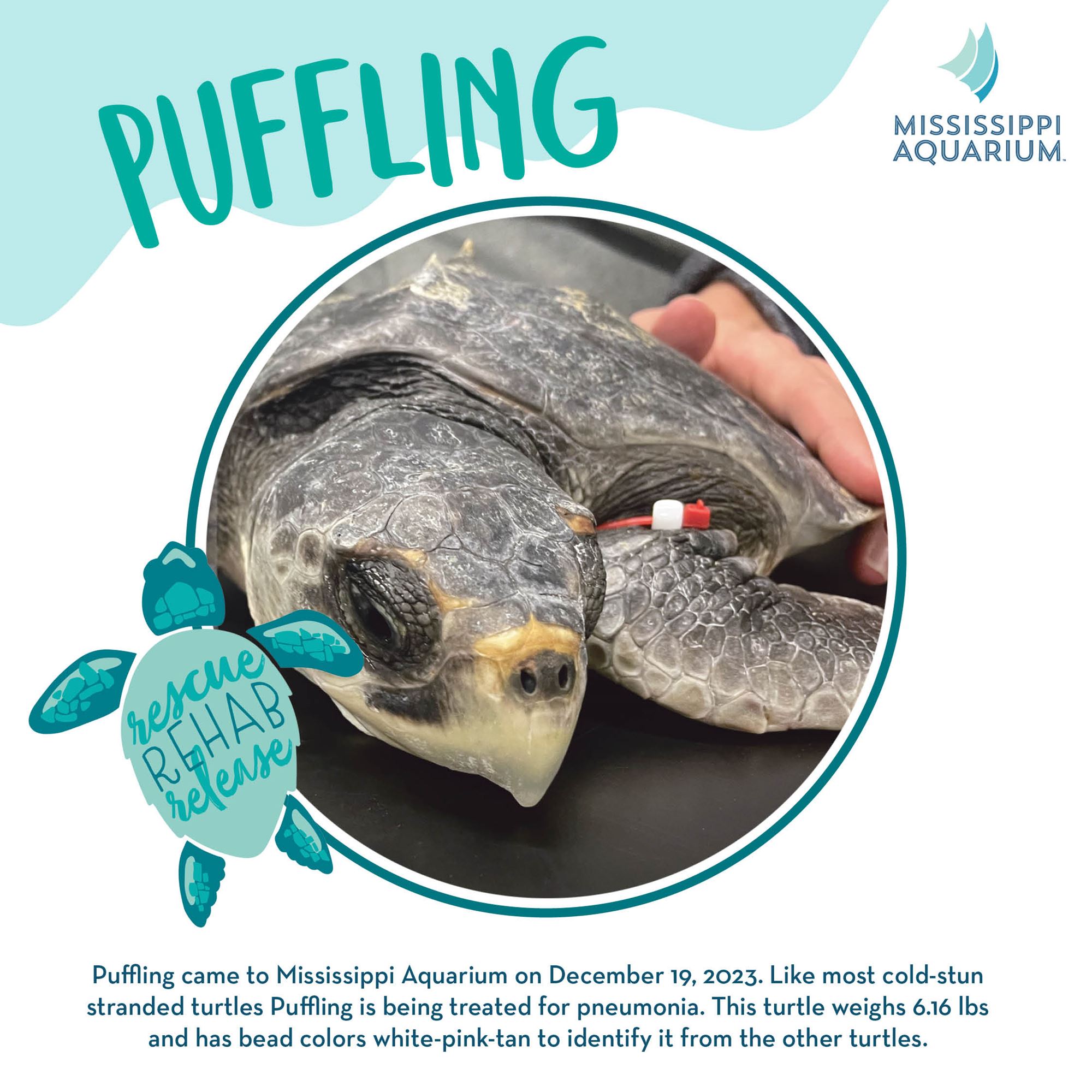 Sea turtle rehab