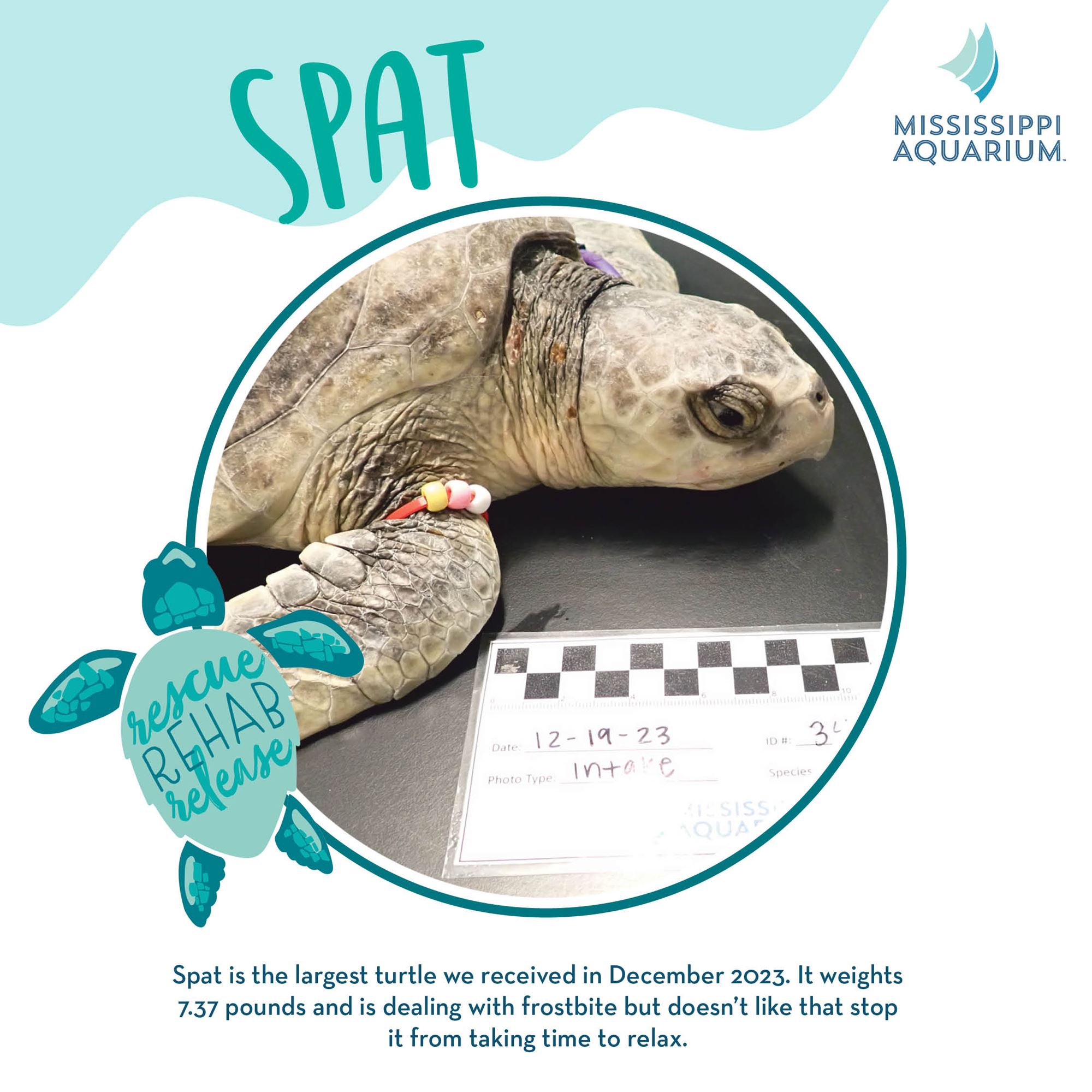 Sea turtle rehab