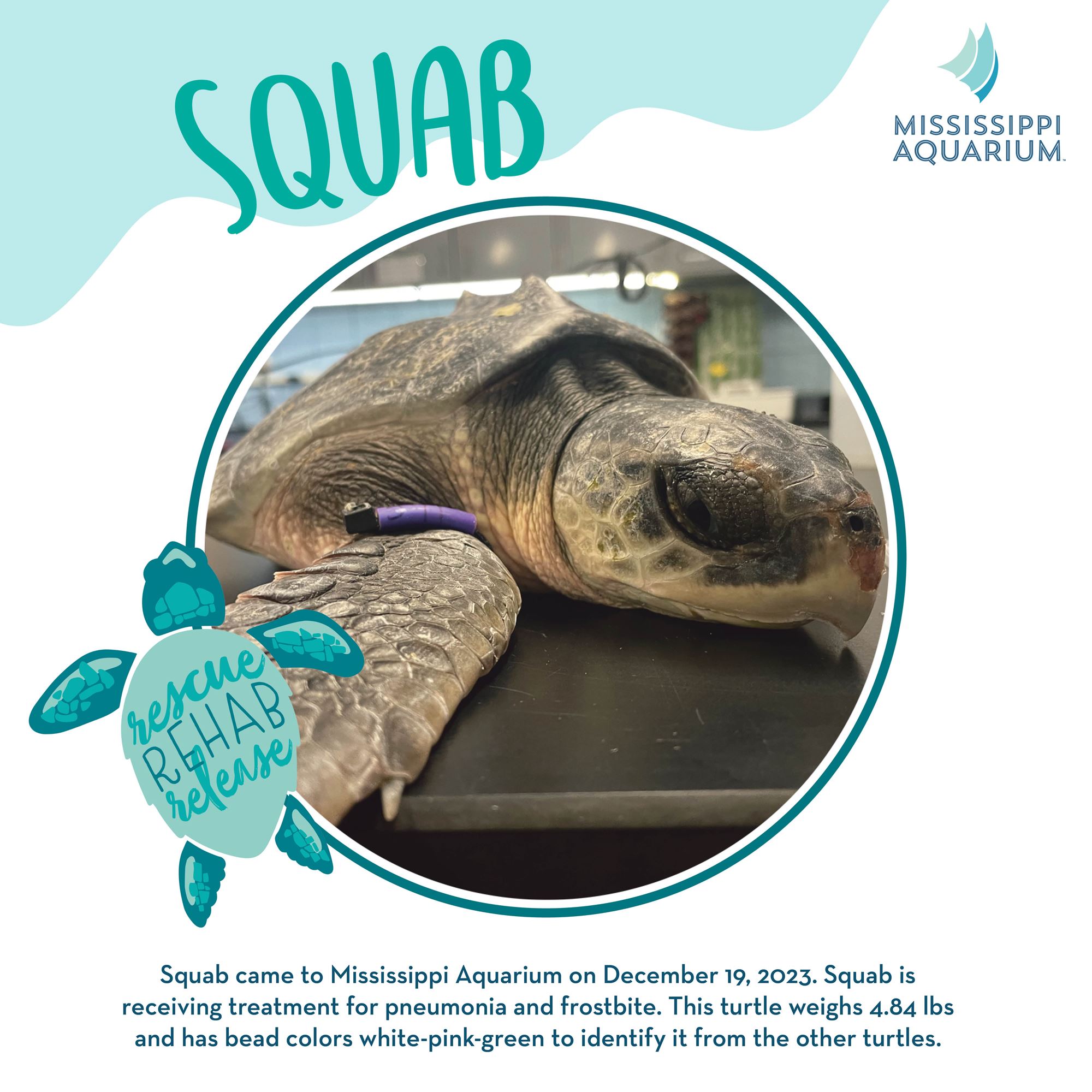 Sea turtle rehab