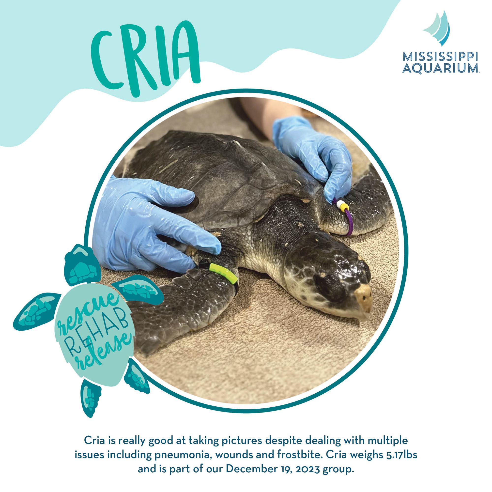 Sea turtle rehab