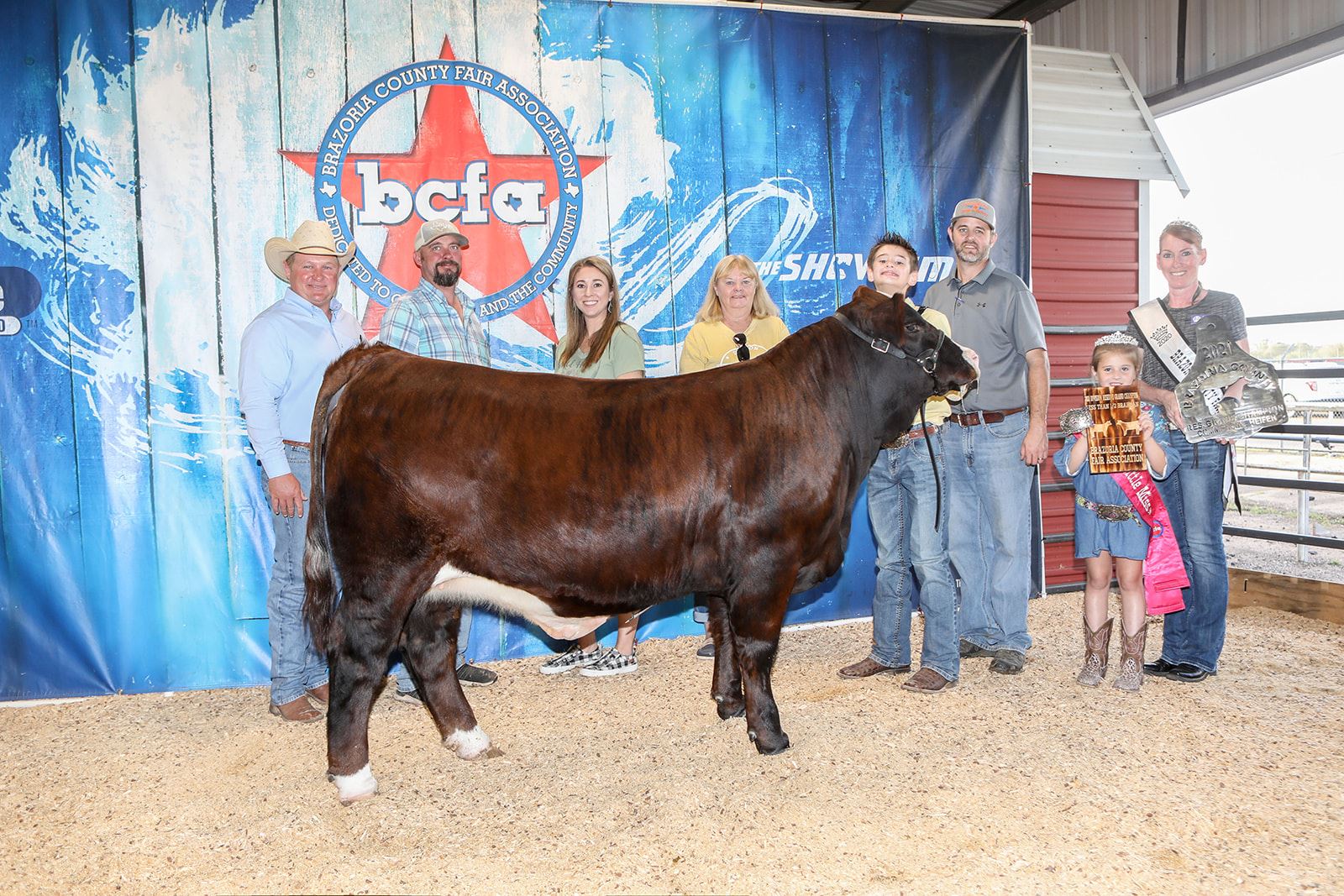 Commercial Heifer Show