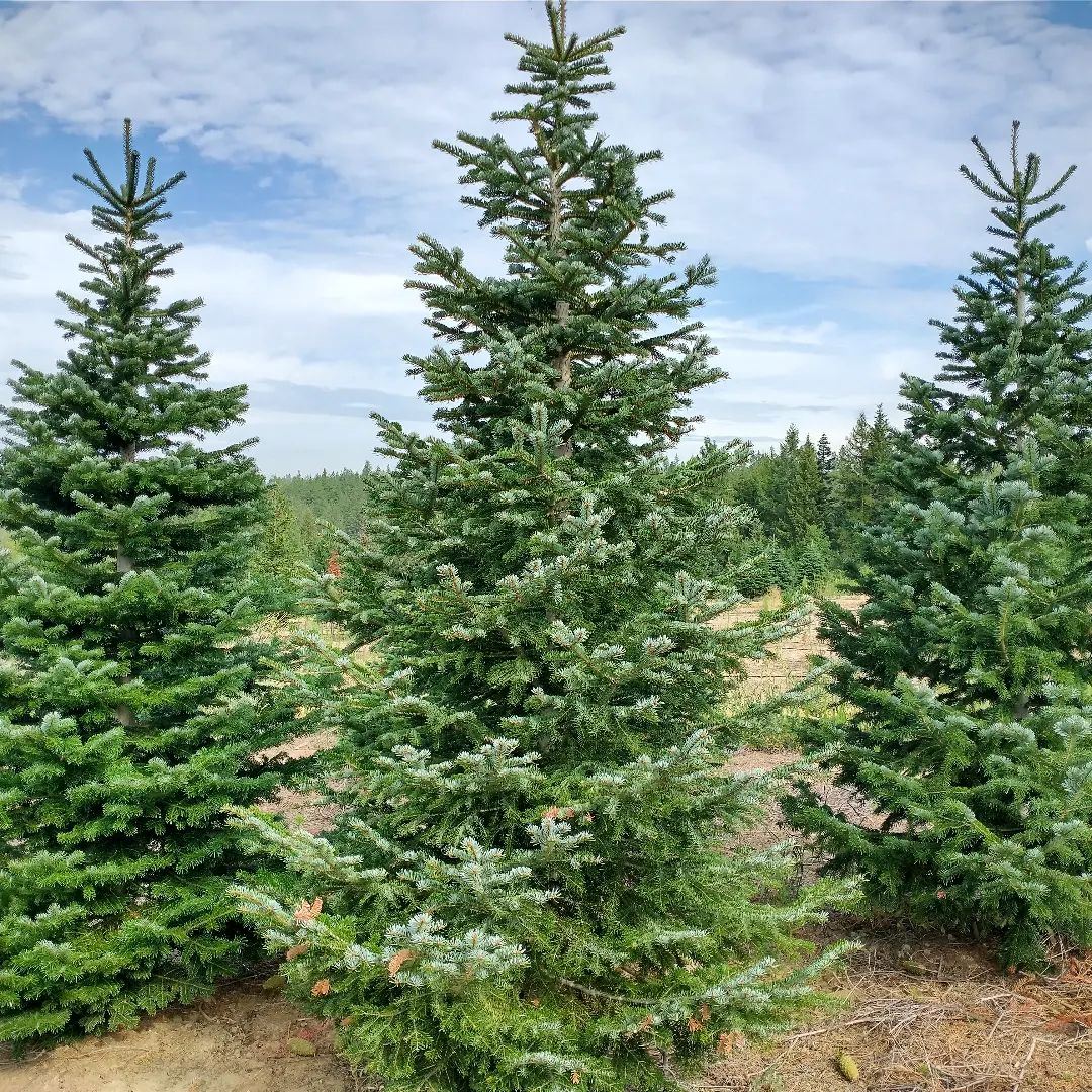 Rusty Gate Christmas Tree Lot