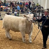 2025 Steer Weigh In Results