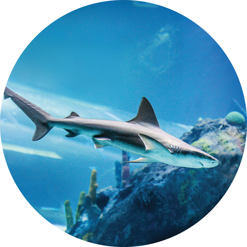 How To Catch Bonnethead Sharks On Artificial Shrimp