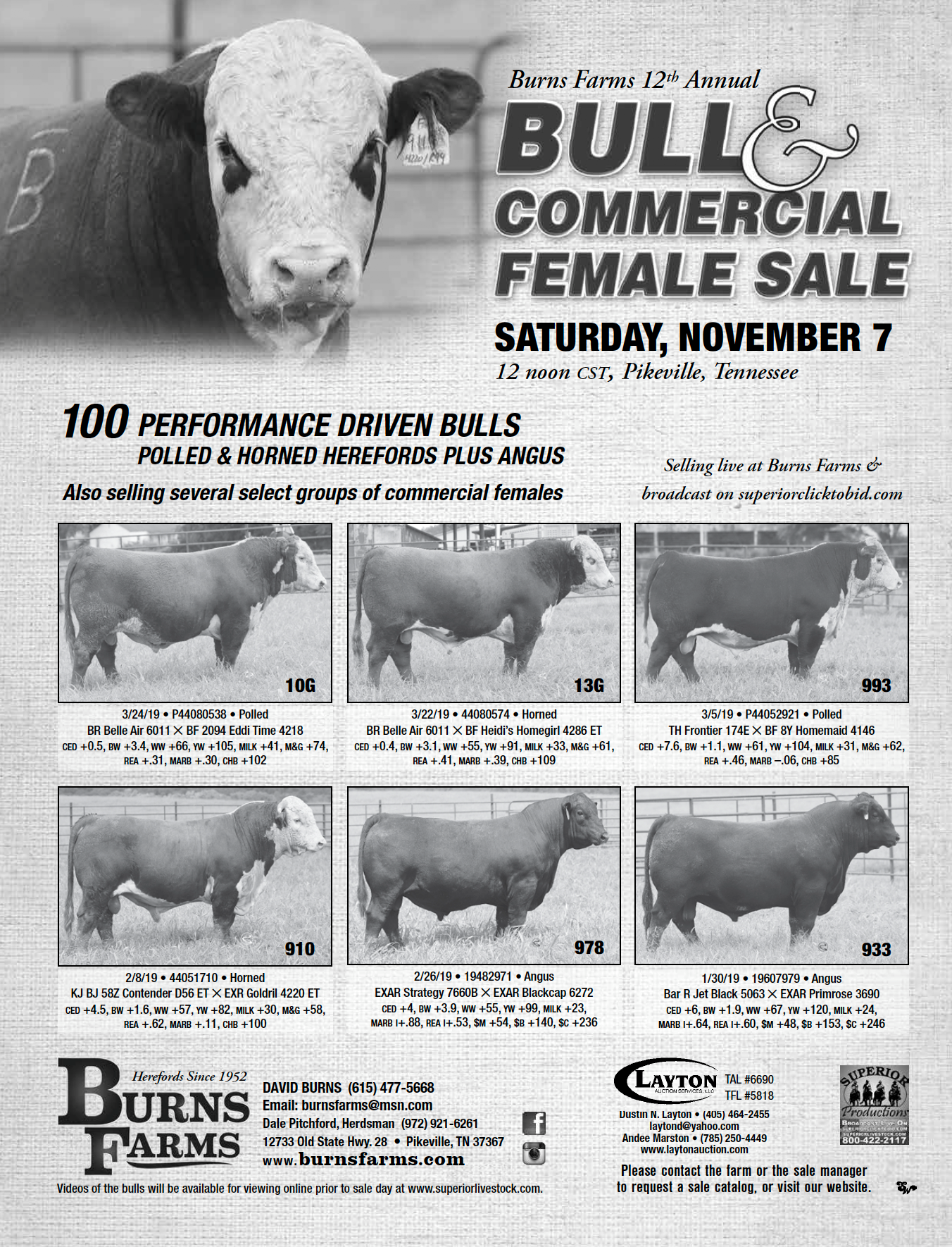 Burns Farms Bull And Commercial Female Sale