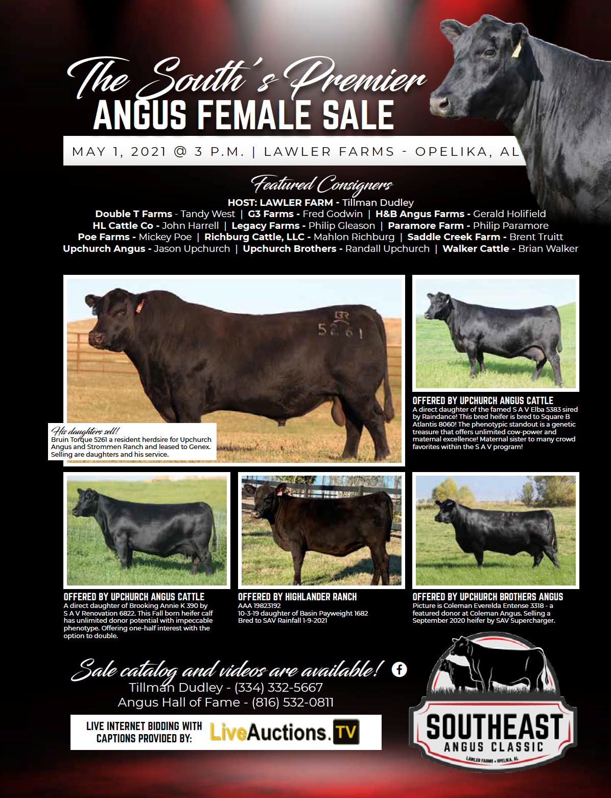 Southeast Angus Classic Spectacular Female Angus Event