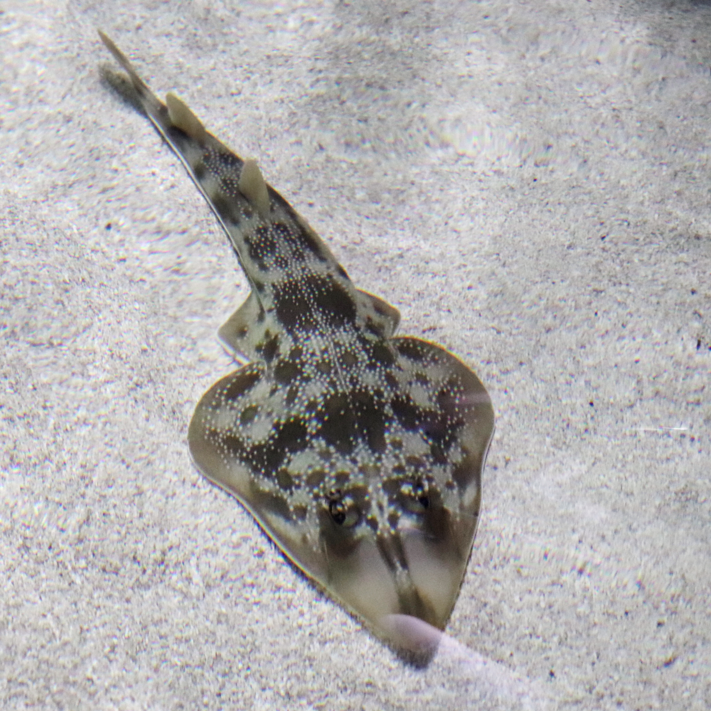 Stingrays are the stars of the Rays Touch Experience