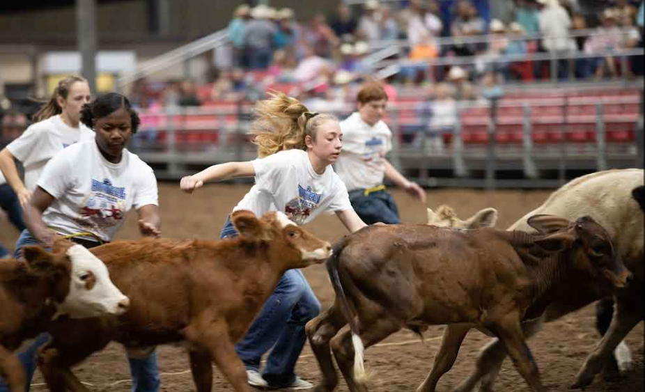 Calf Scramble