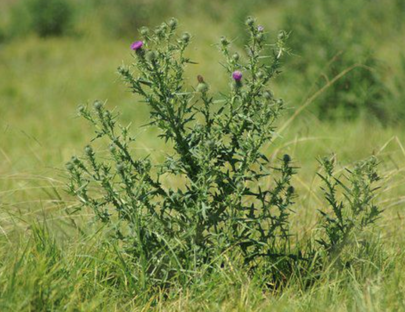 Identifying Pasture Weed 7410