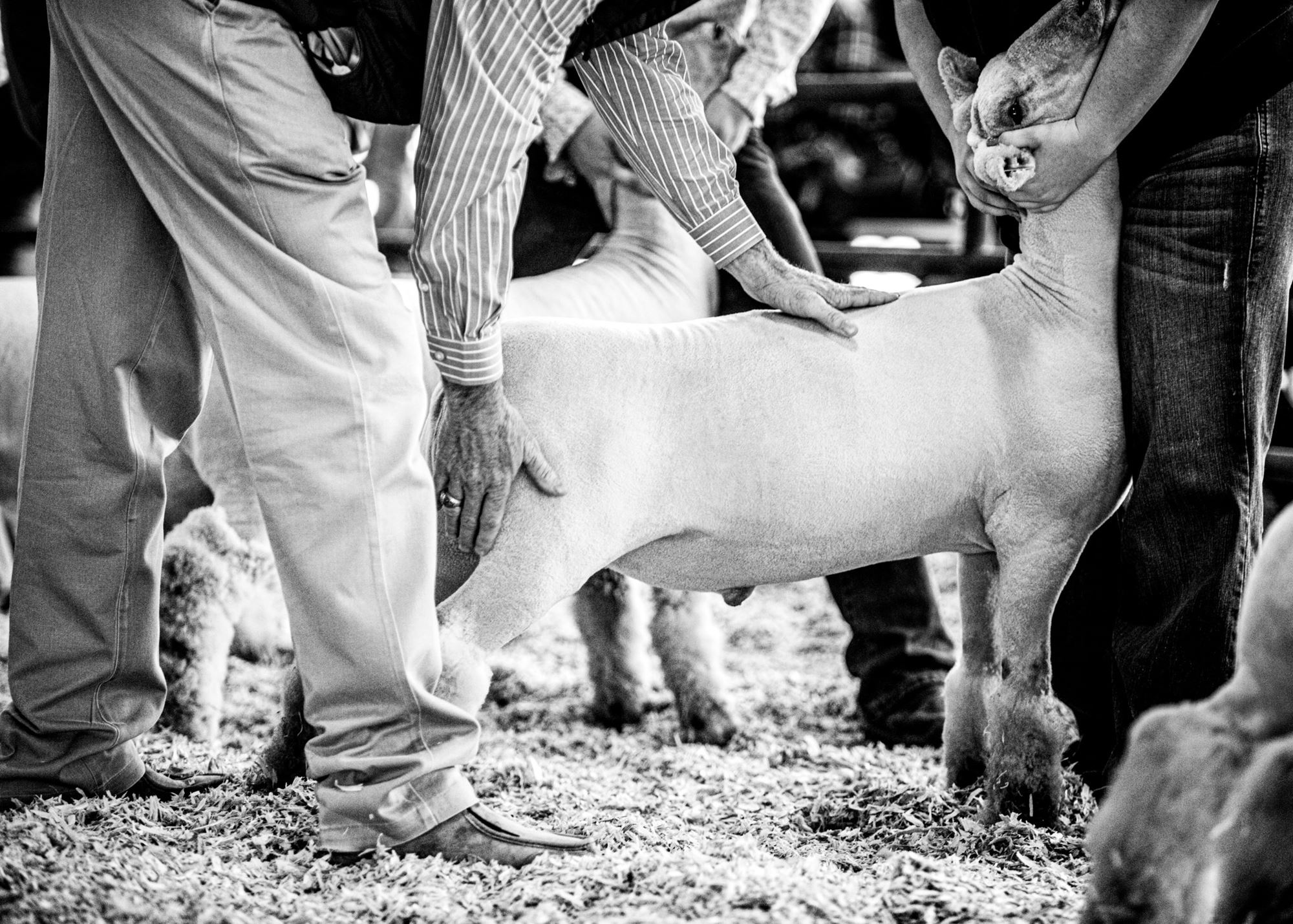 Livestock Show