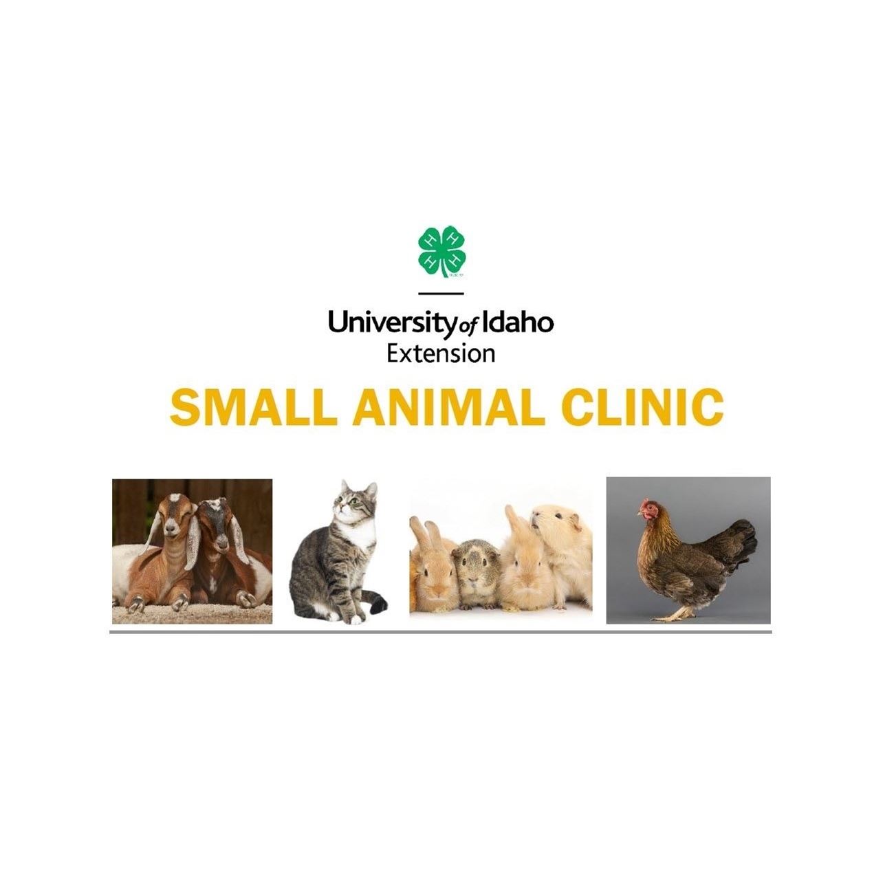 4H Small Animal Clinic