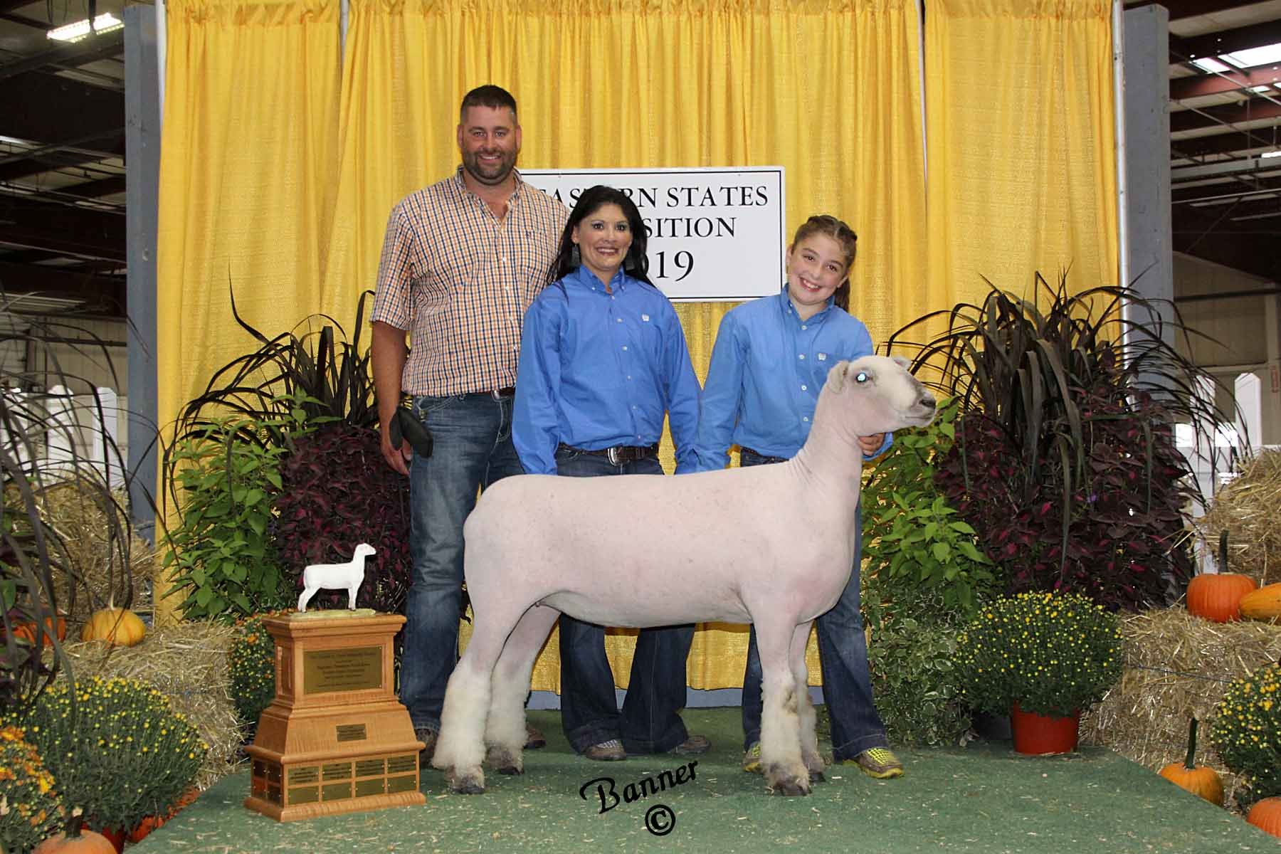 2019-sheep-show-photos-week-1