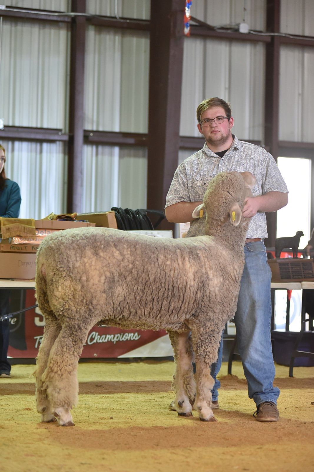 Junior Breeding Sheep Show