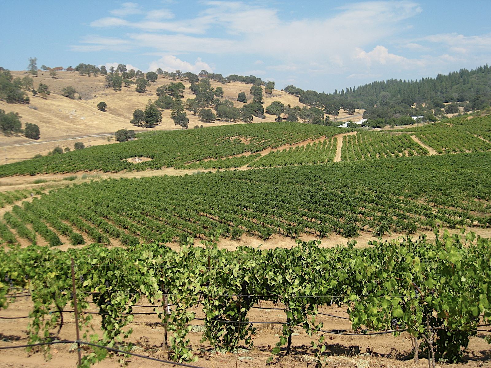 amador wine country tours