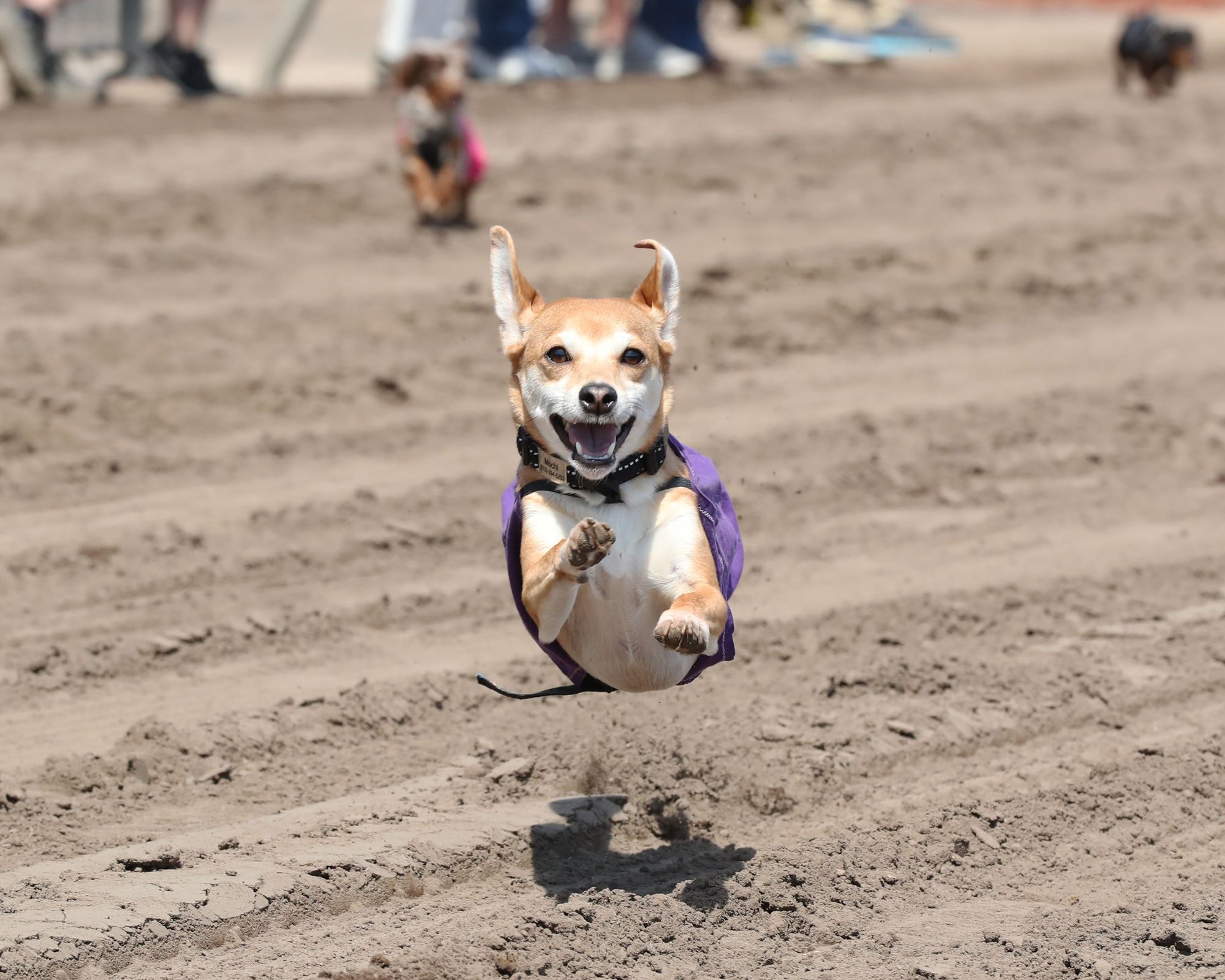 Weiner Dog Races