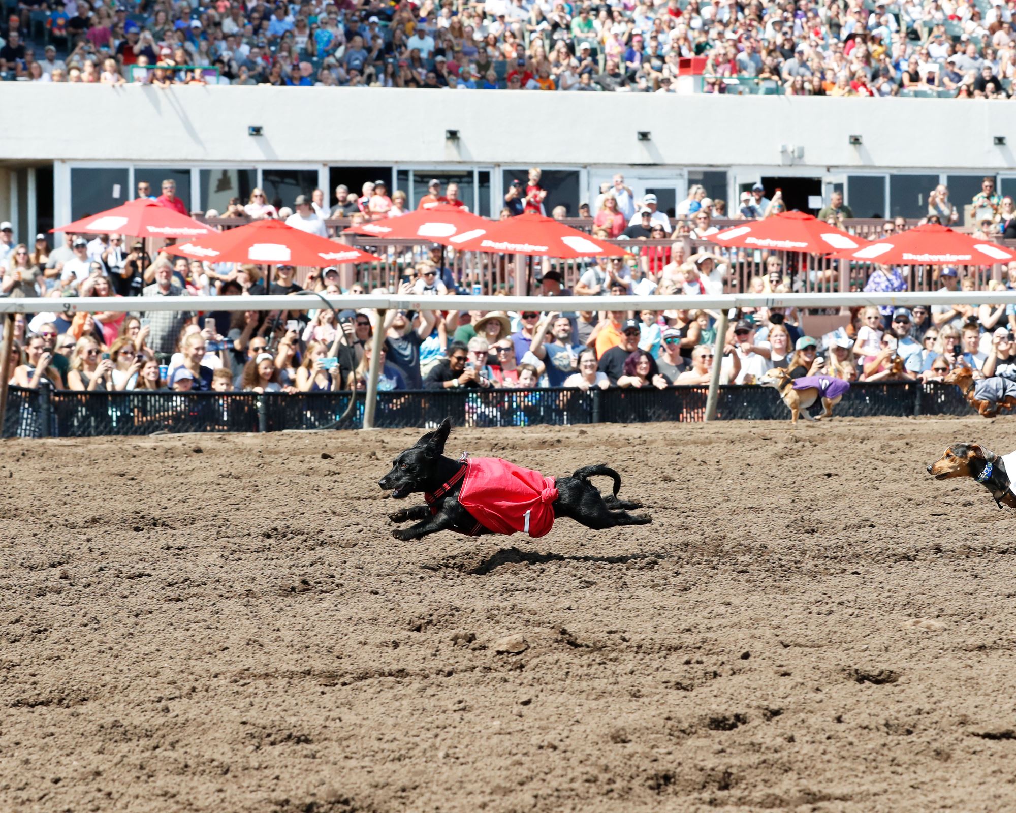 Weiner Dog Races