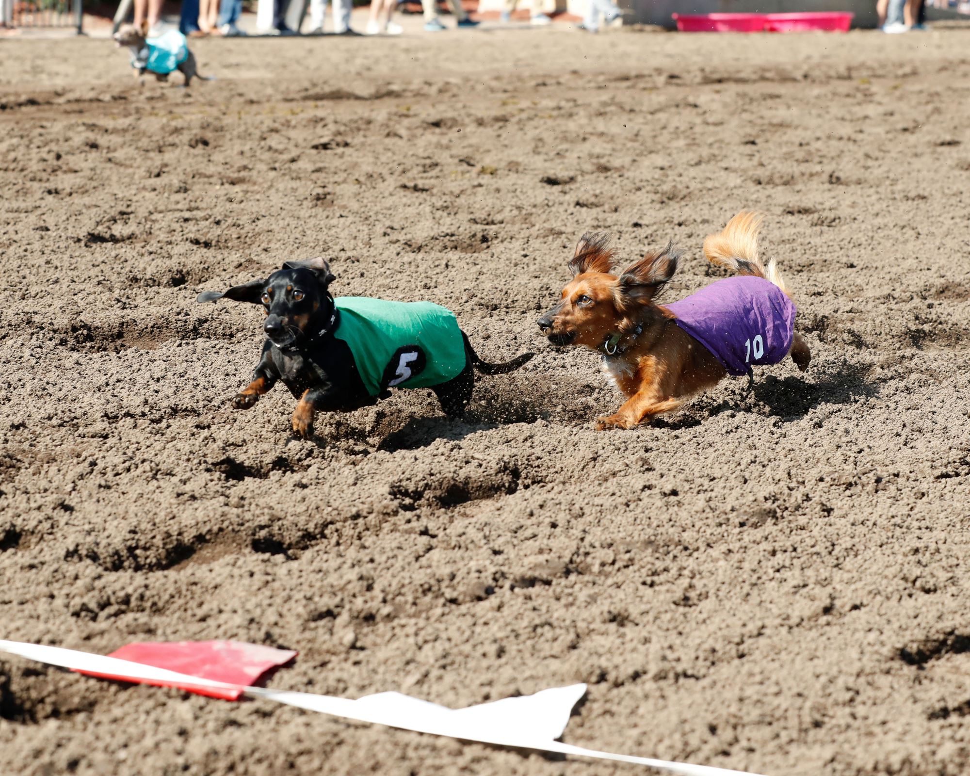 Weiner Dog Races