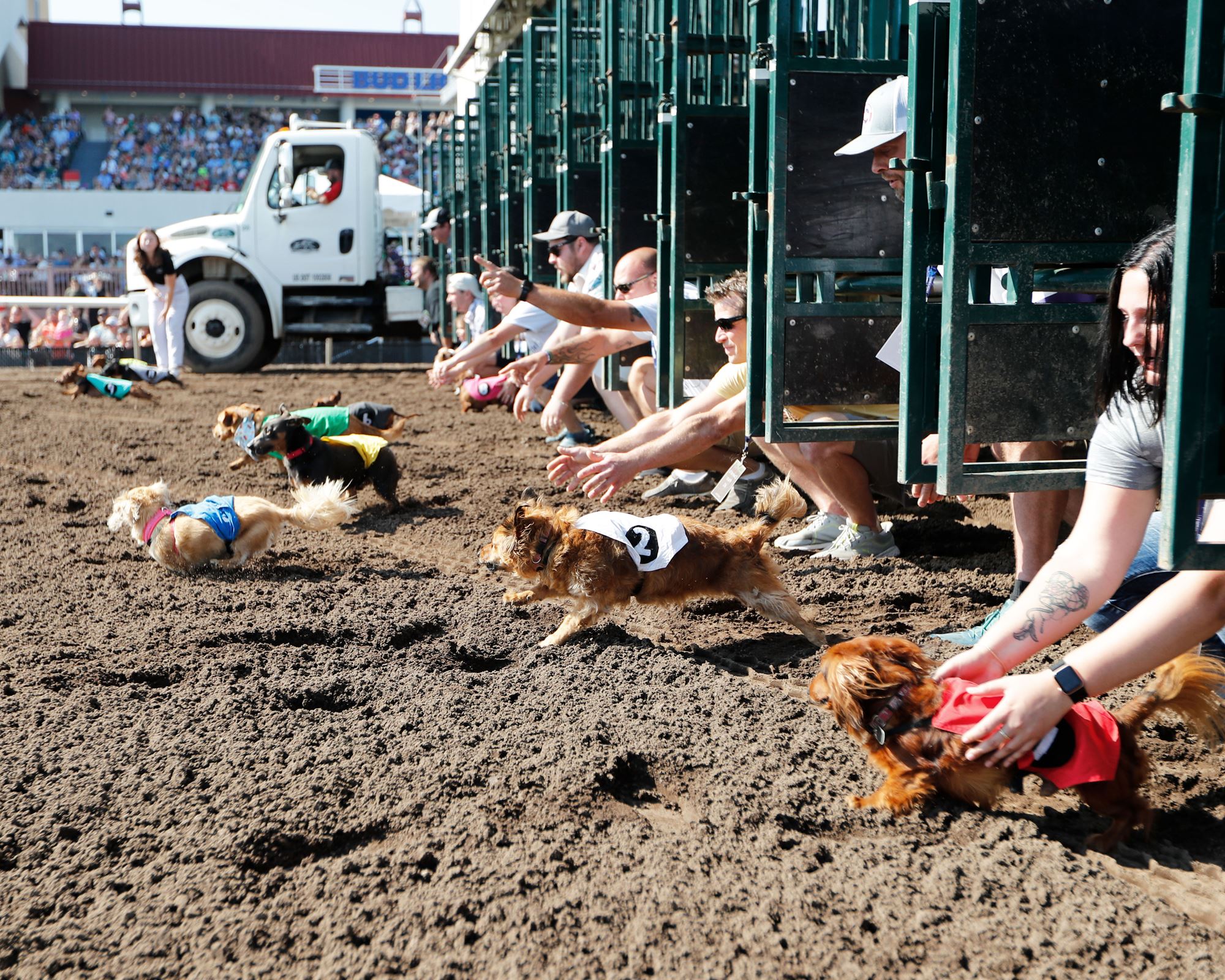 Weiner Dog Races