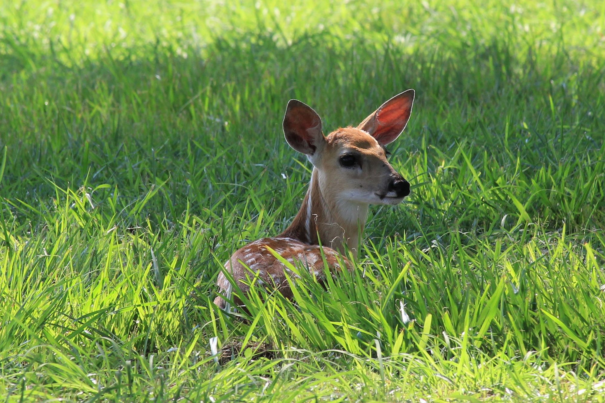 Campground Information