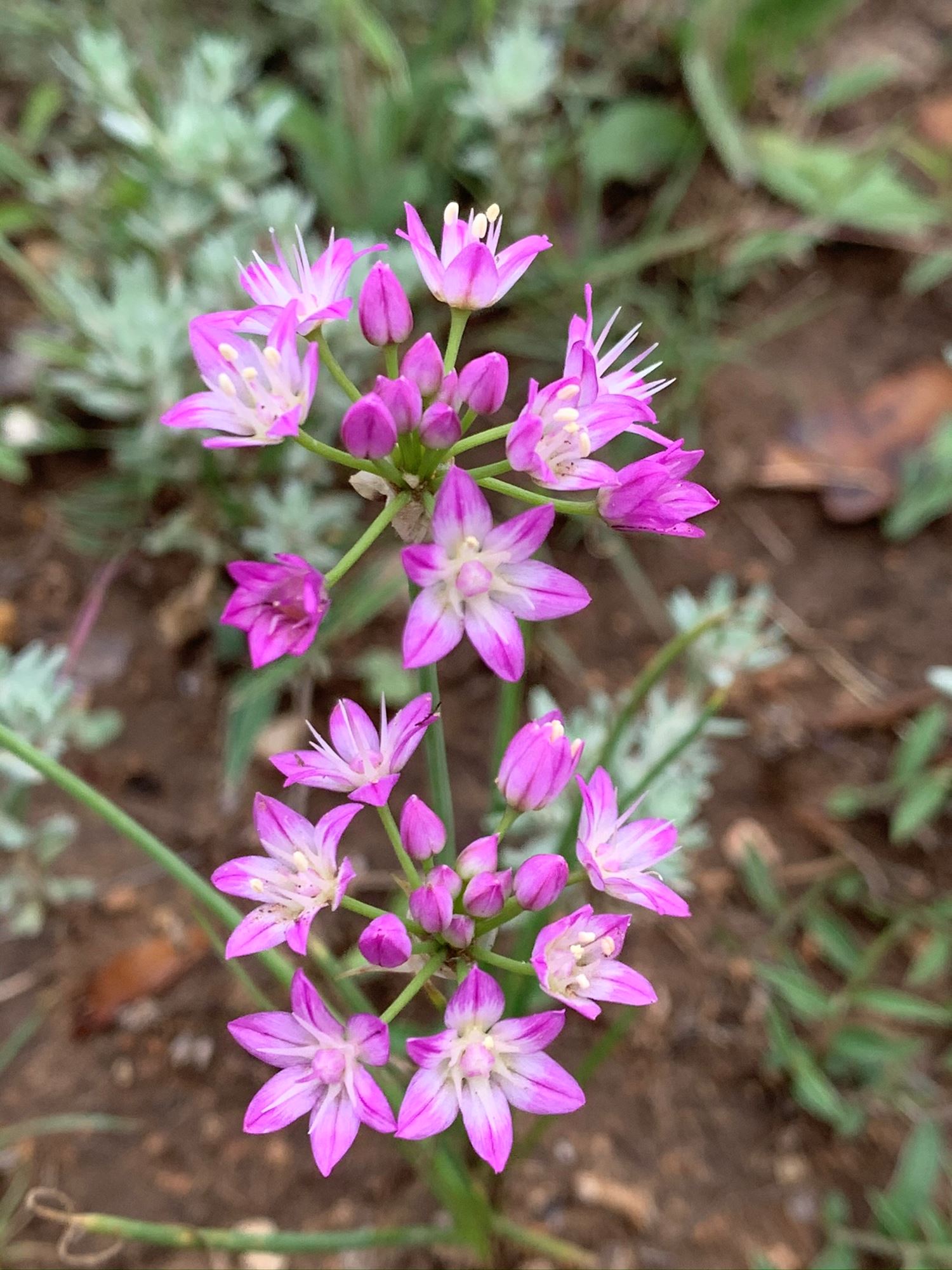 Discover the Best Wildflowers in the Texas Hill Country in Dripping