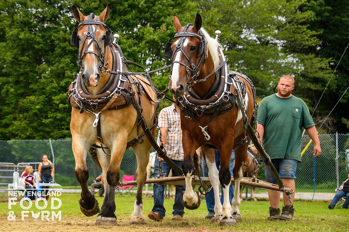 Horse Pull