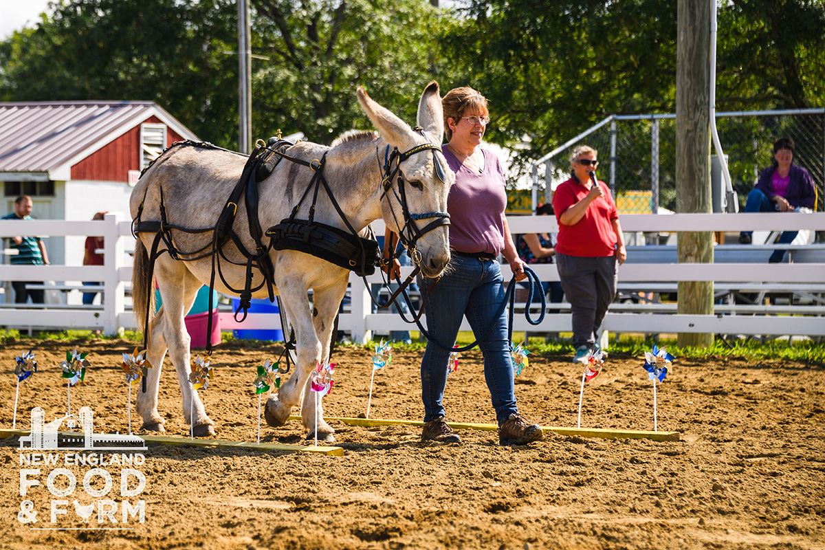 Working Draft Animal Exhibition and Display