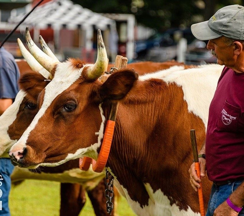 Working Steer