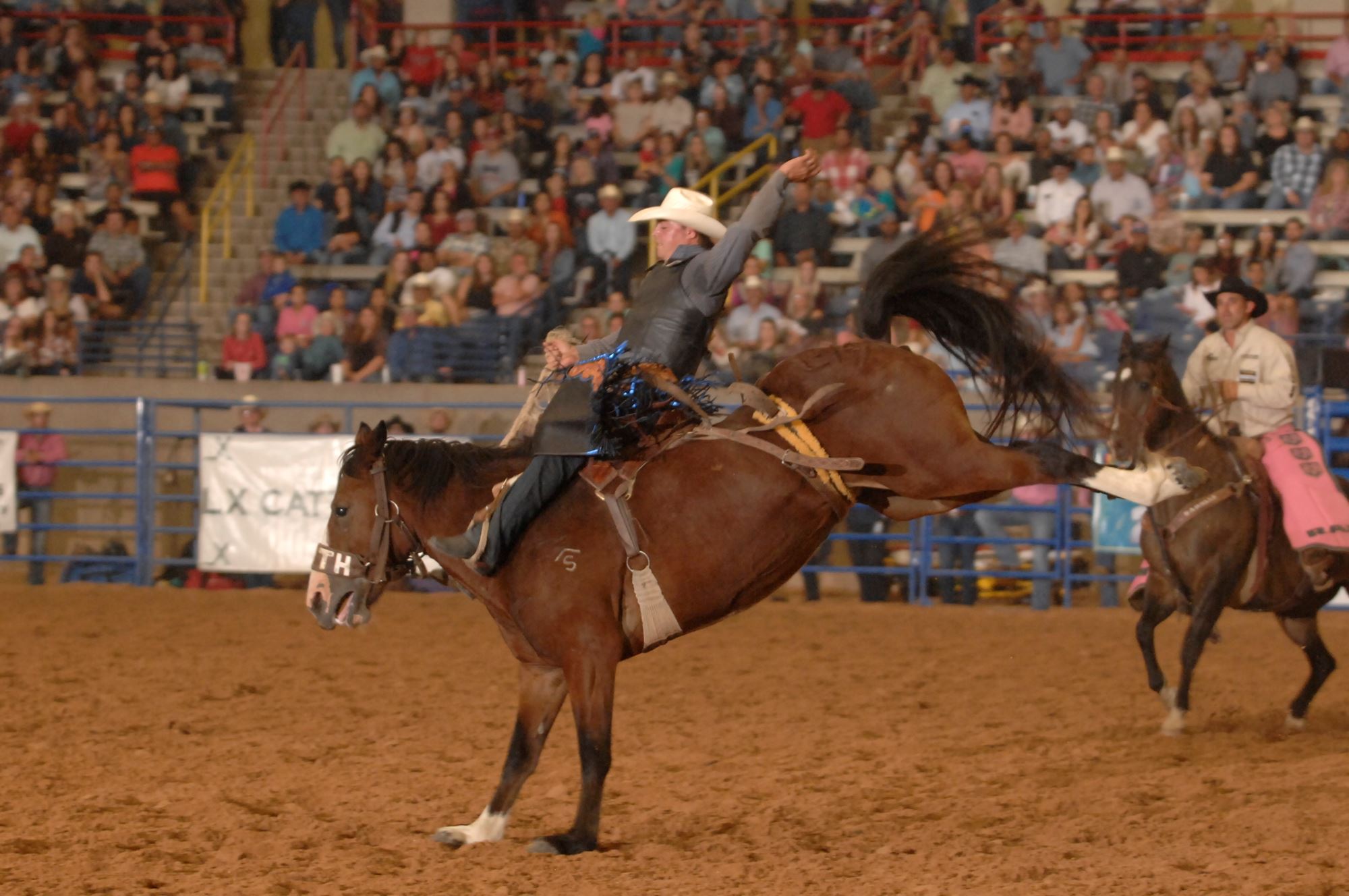 horse, cowboys, dirt, arena, crowd bucking horse