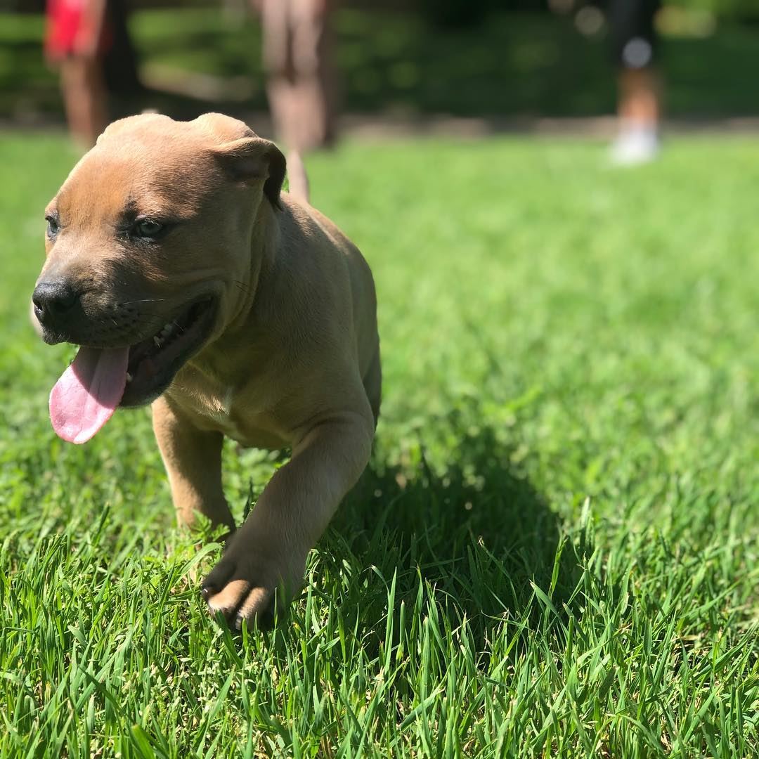 DogFriendly Hotels and Other Spots in Mesquite