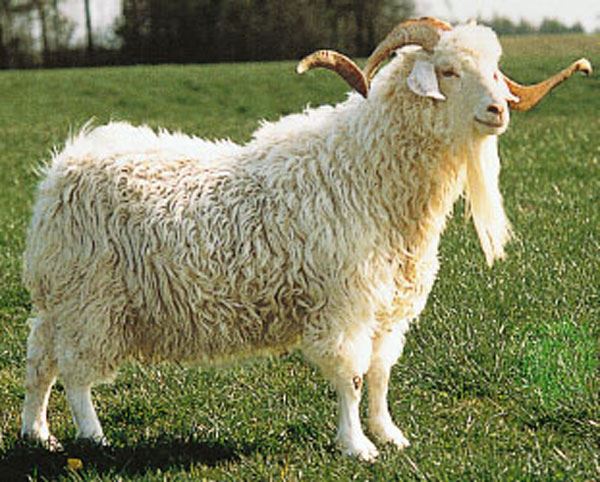 Texas Junior Angora Goat Show