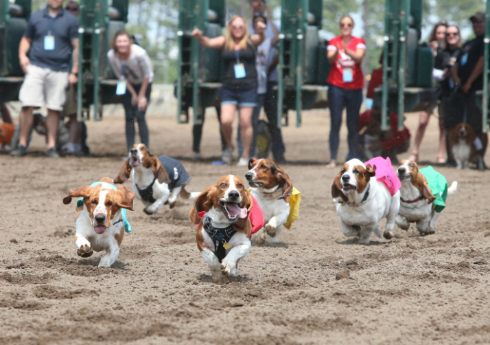 Basset sales hound race