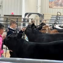 Beef Show Rules and Registration