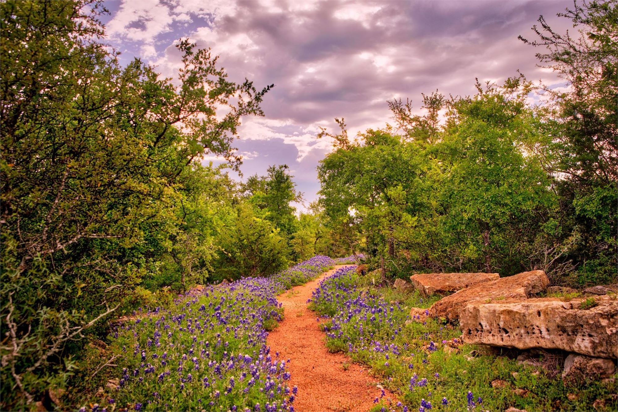 Wildflowers — Texas Parks & Wildlife Department