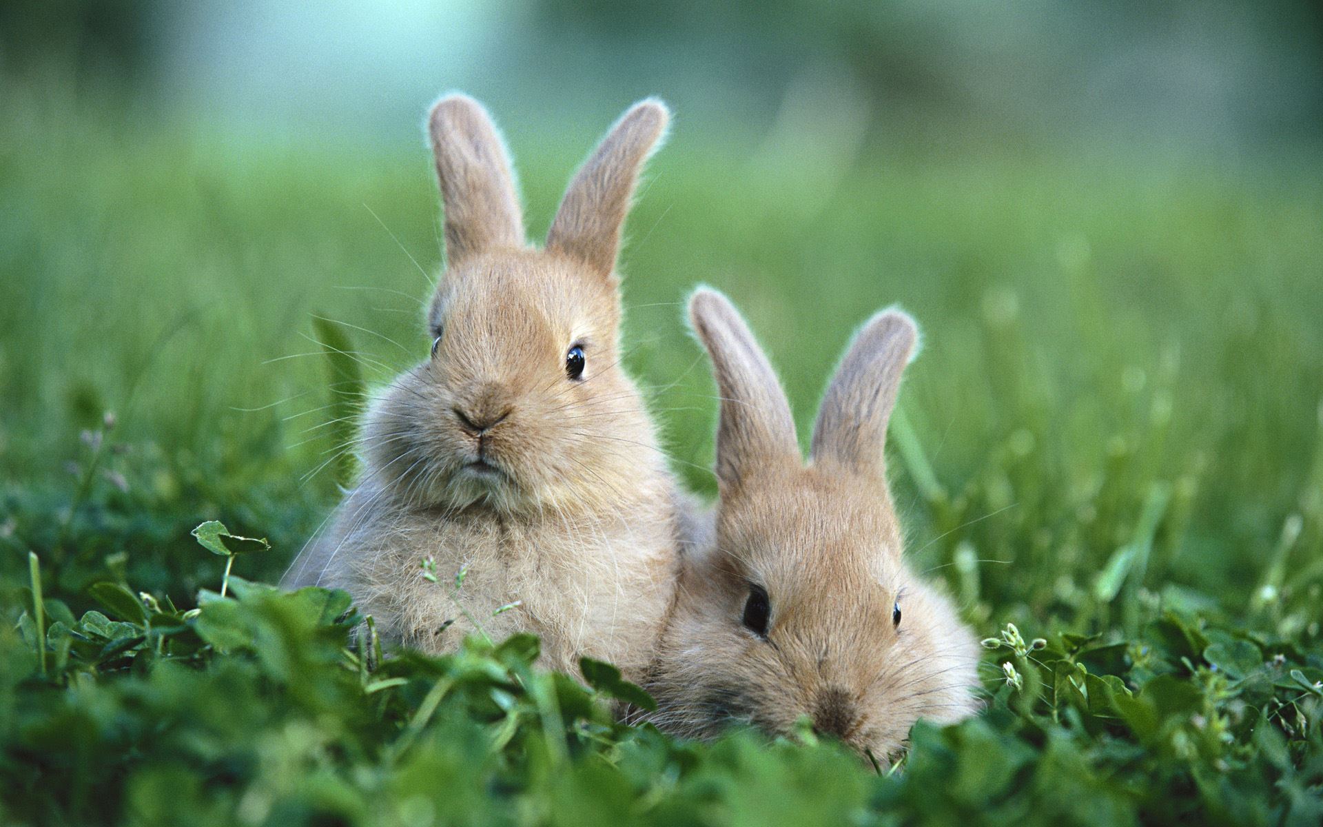 4H / FFA Rabbit Show