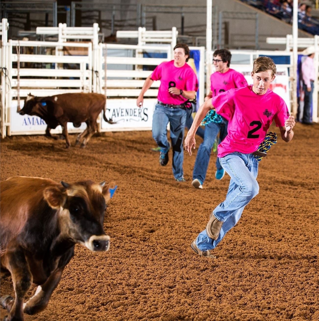 brown calf, dirt, boy running, pink shirt
