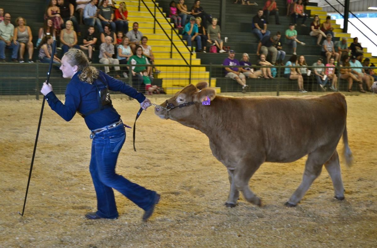 Girl leading heifer in cattle show