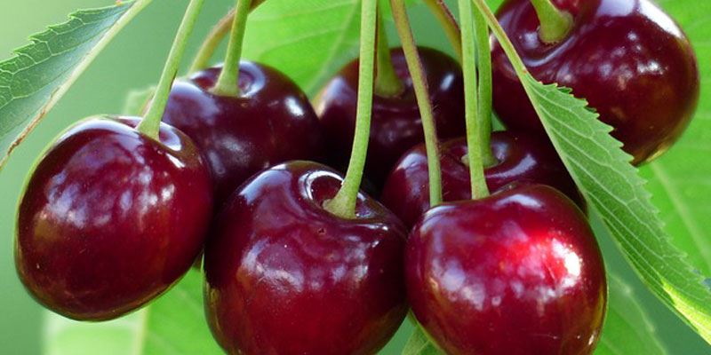 History of Cherries