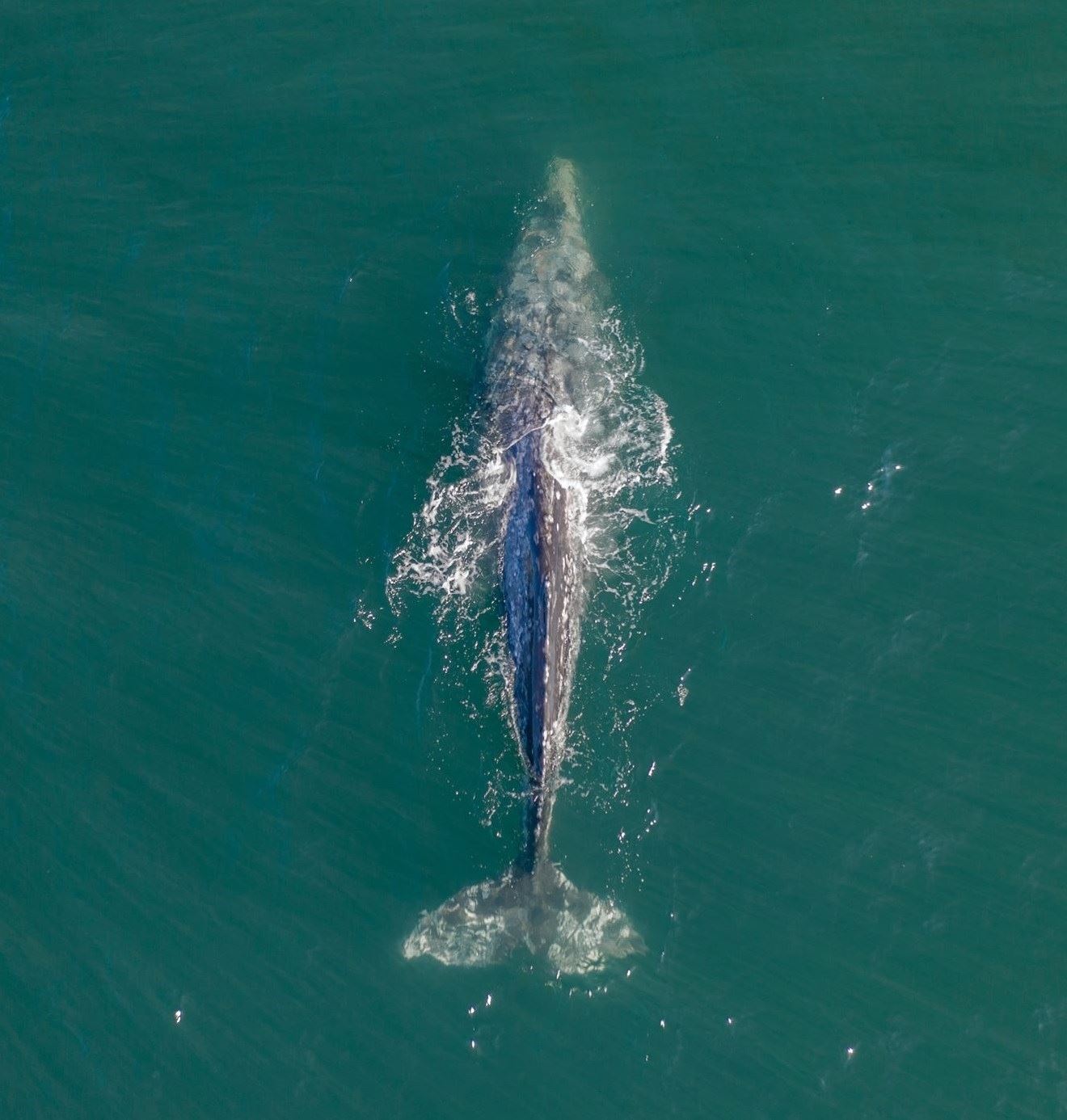 Festival of Whales