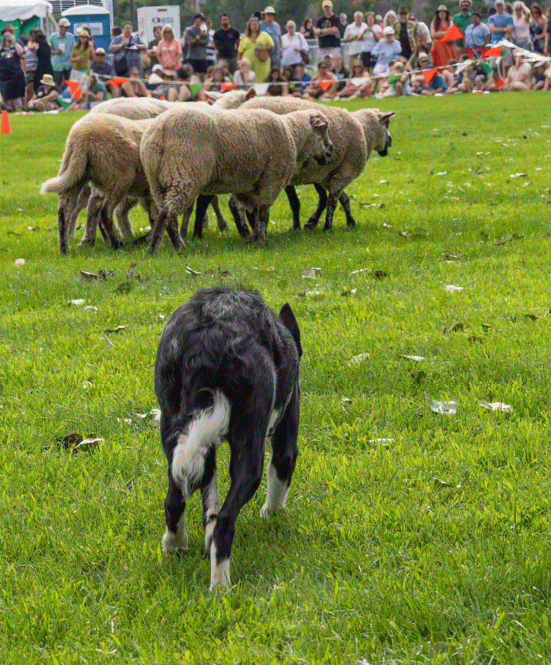 Sheep herding demonstration