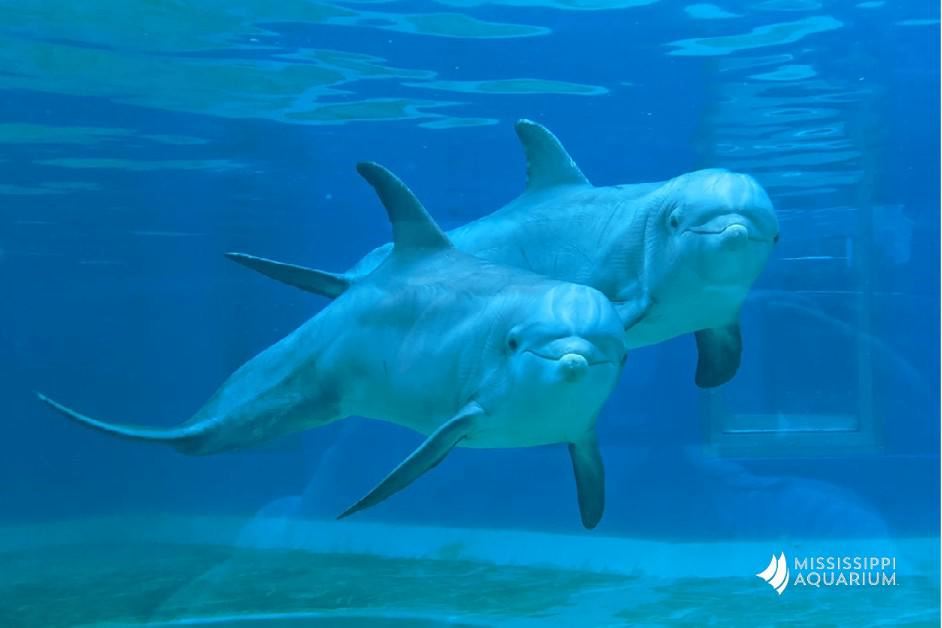 Dolphin Encounters at Mississippi Aquarium