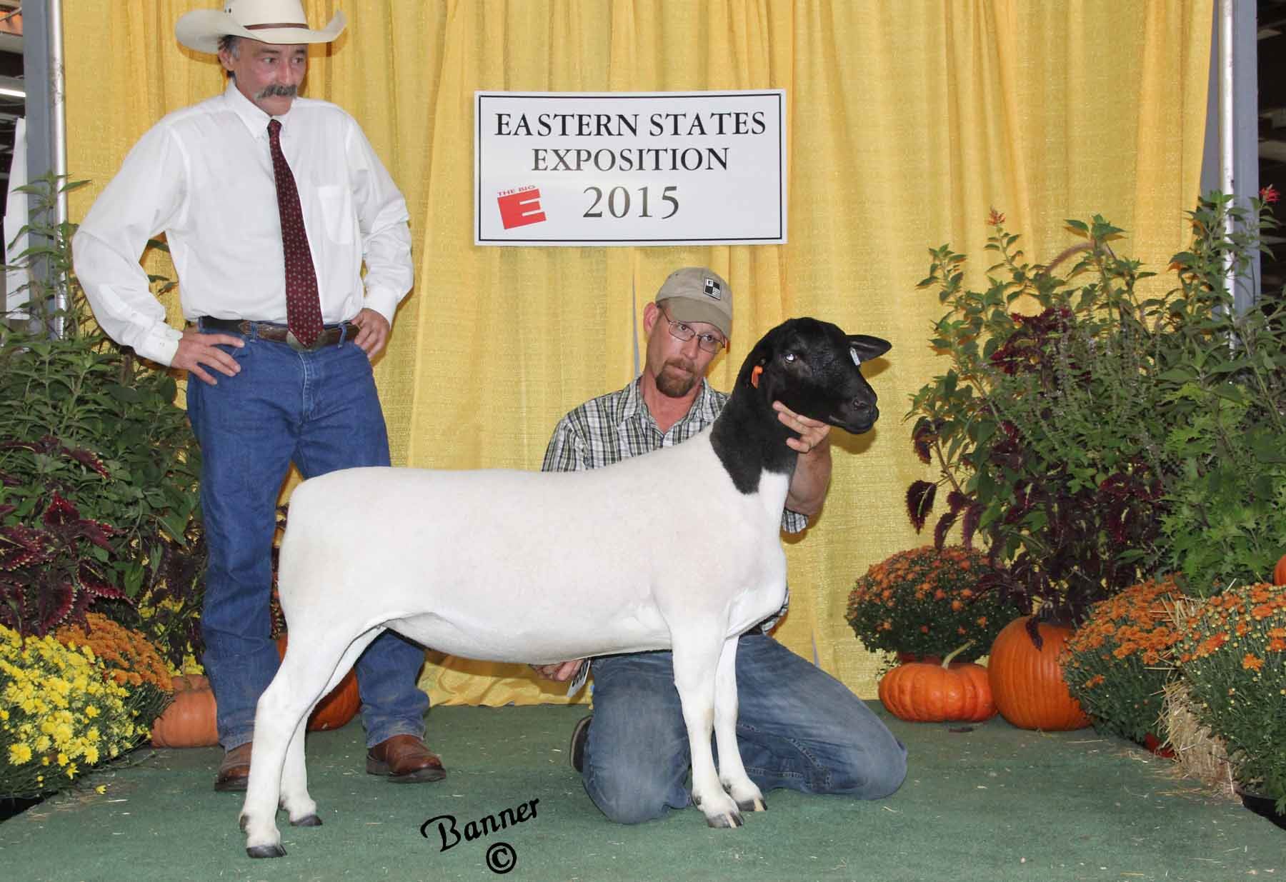 2015 Dorper Sheep Show Pictures