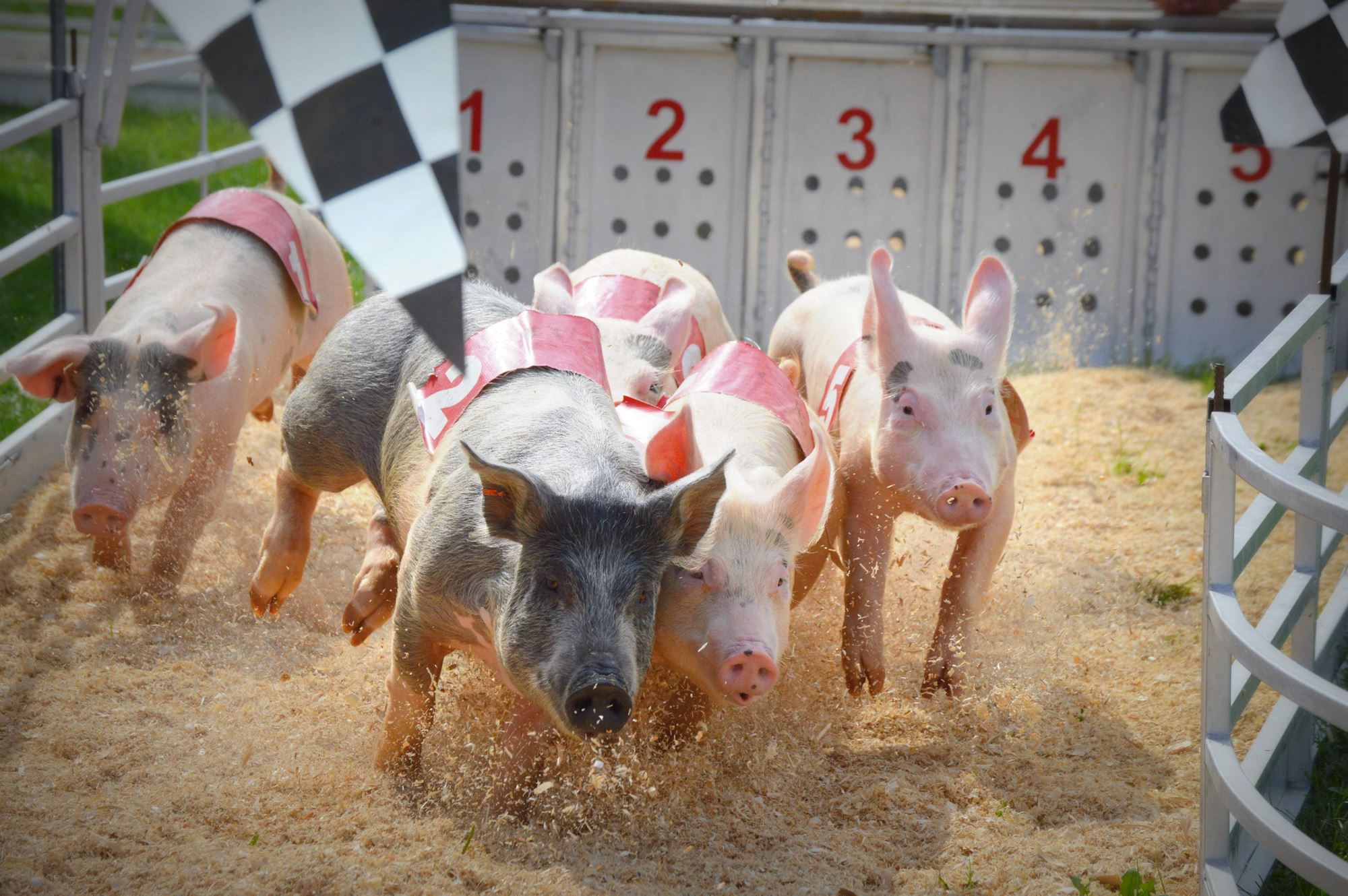 Pigs race at the Williamson County Expo Center in Taylor, TX