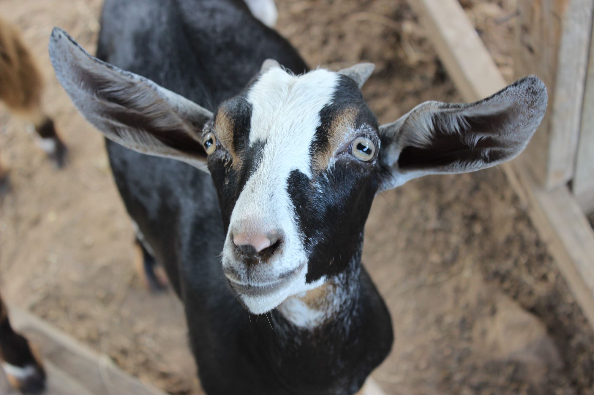 The Williamson County Fair and Rodeo offers attractions for everyone