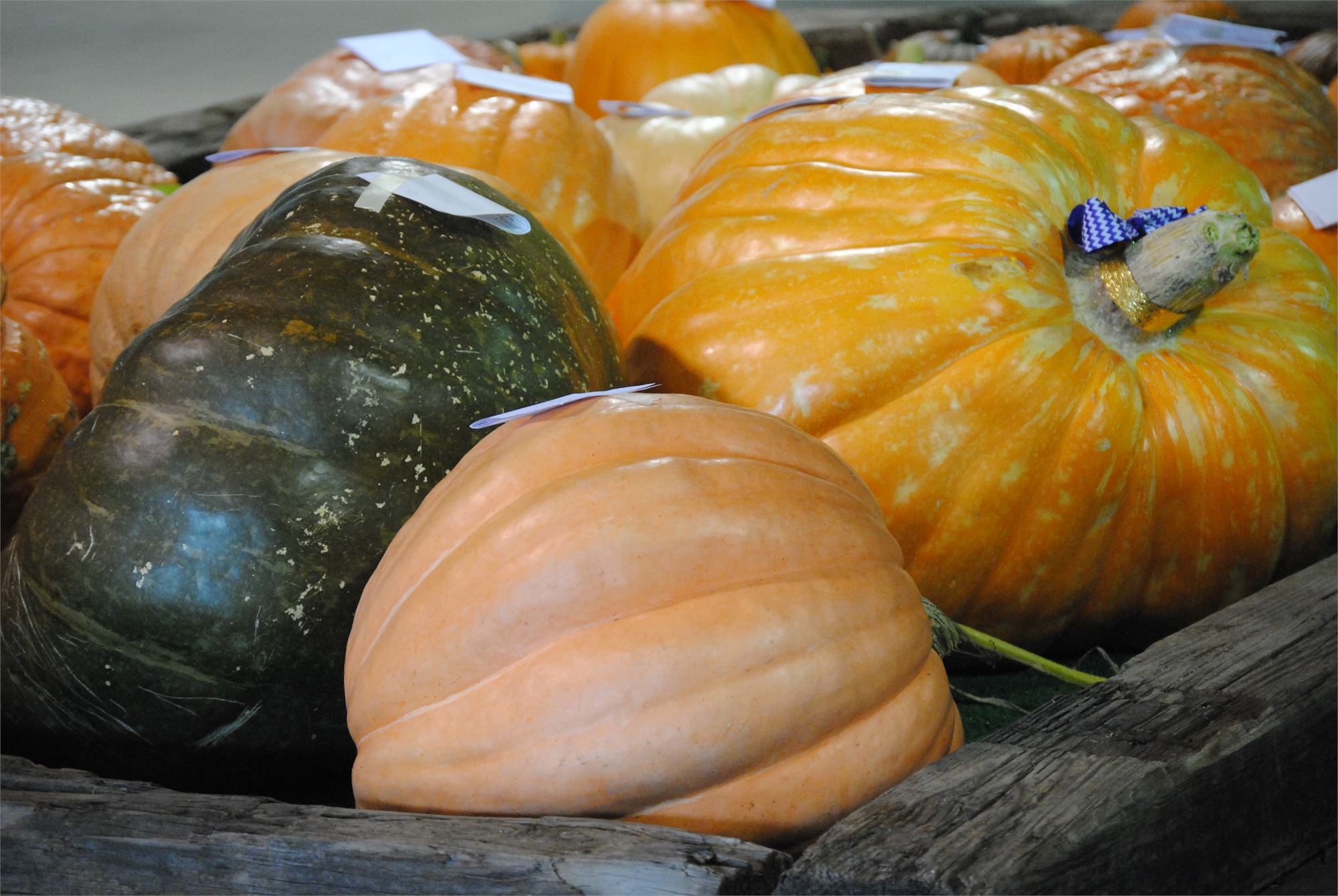 big gourds, pumpkins, orange, green
