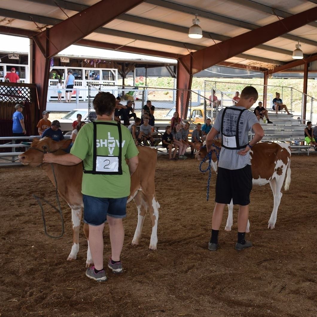 Department 22 Adult Dairy Judging