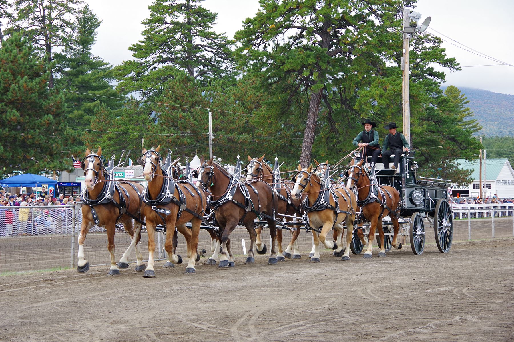 Draft Horses Show