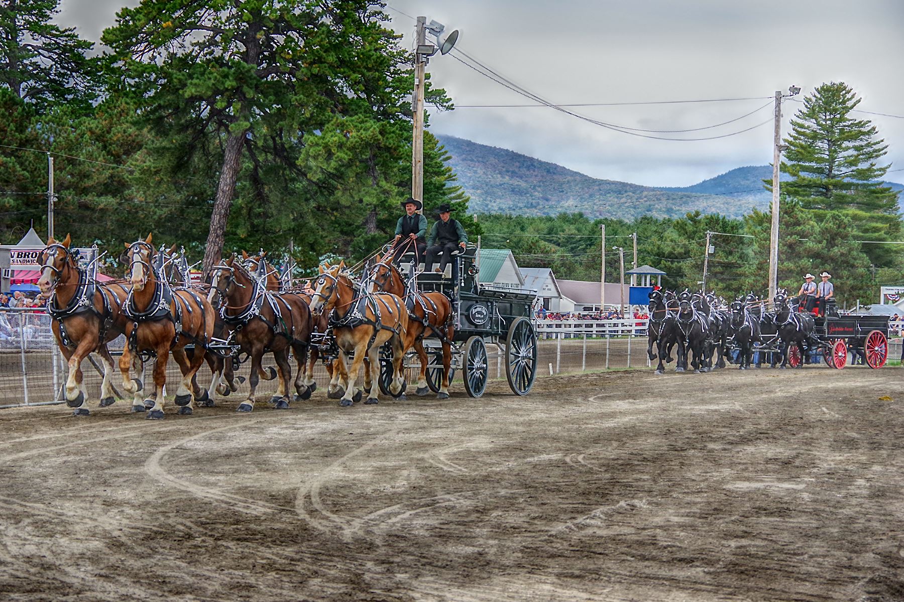 Draft Horses Show
