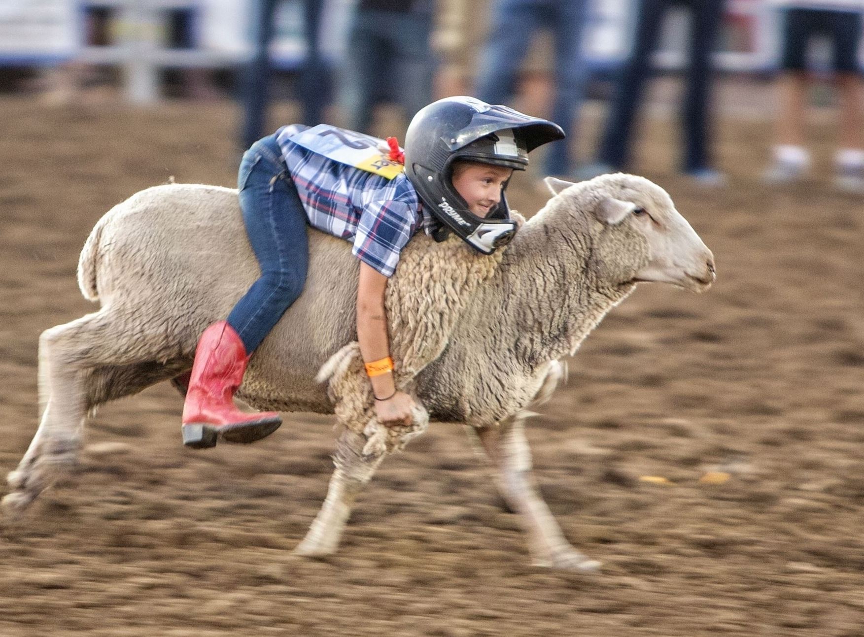 mutton-busting