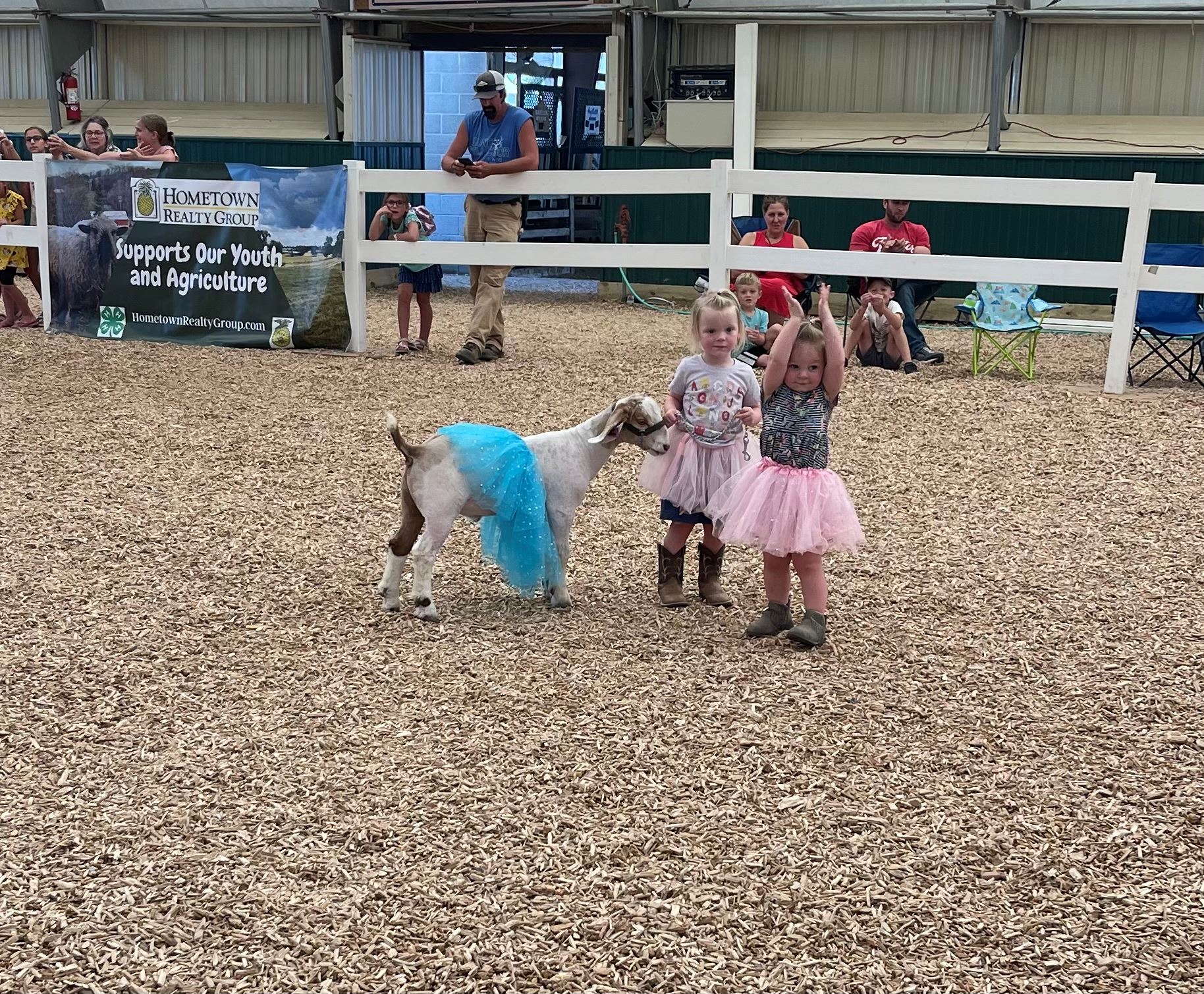 Open Sheep Show